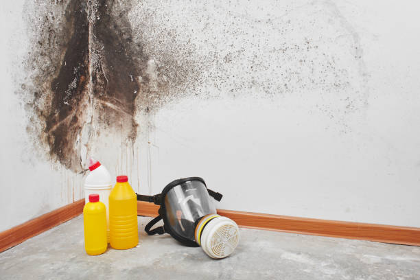 Attic Mold Removal in Suwanee, GA