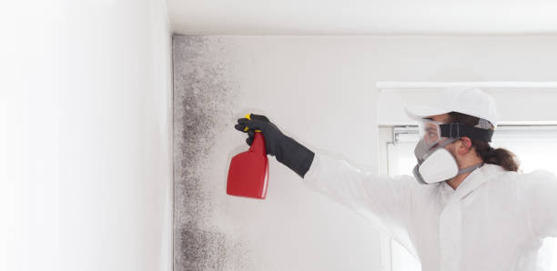 Best Mold Damage Repair  in Suwanee, GA