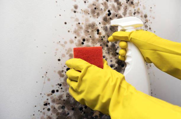 Best Crawl Space Mold Removal  in Suwanee, GA